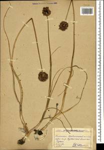 Allium fuscoviolaceum Fomin, Caucasus, Dagestan (K2) (Russia)