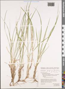 Brachypodium peregrinum Stanisl. & Tzvelev, Eastern Europe, Central region (E4) (Russia)