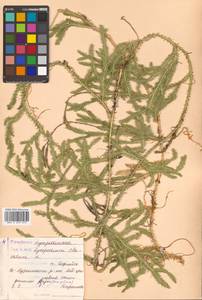 Lycopodium clavatum L., Siberia, Russian Far East (S6) (Russia)