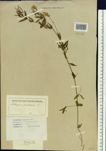 Lathyrus pratensis L., Siberia, Western (Kazakhstan) Altai Mountains (S2a) (Kazakhstan)