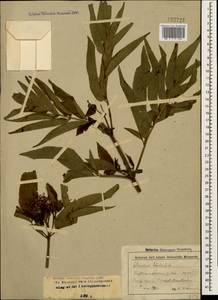 Sambucus ebulus L., Caucasus, Stavropol Krai, Karachay-Cherkessia & Kabardino-Balkaria (K1b) (Russia)