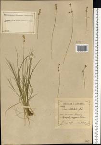 Carex echinata Murray, Eastern Europe, Central forest-and-steppe region (E6) (Russia)