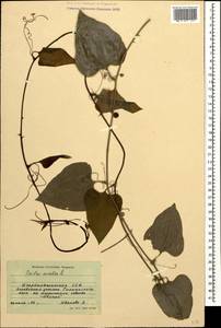 Smilax excelsa L., Caucasus, Azerbaijan (K6) (Azerbaijan)