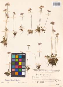 Primula borealis Duby, Siberia, Yakutia (S5) (Russia)