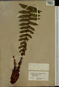 Dryopteris crassirhizoma Nakai, Siberia, Russian Far East (S6) (Russia)