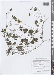 Potentilla reptans L., Caucasus, Black Sea Shore (from Novorossiysk to Adler) (K3) (Russia)