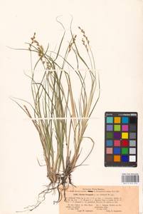Carex elongata L., Eastern Europe, North-Western region (E2) (Russia)