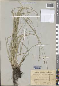 Carex divulsa Stokes, Caucasus, Krasnodar Krai & Adygea (K1a) (Russia)