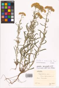 Achillea ×submicrantha Tzvelev, Middle Asia, Caspian Ustyurt & Northern Aralia (M8) (Kazakhstan)