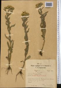 Pentanema britannicum (L.) D.Gut.Larr., Santos-Vicente, Anderb., E.Rico & M.M.Mart.Ort., Middle Asia, Northern & Central Kazakhstan (M10) (Kazakhstan)