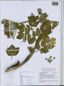 Angelica brevicaulis (Rupr.) B. Fedtsch., South Asia, South Asia (Asia outside ex-Soviet states and Mongolia) (ASIA) (China)