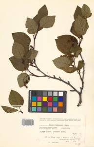 Alnus alnobetula subsp. sinuata (Regel) Raus, Siberia, Chukotka & Kamchatka (S7) (Russia)