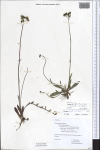 Pilosella densiflora subsp. densiflora, Eastern Europe, Central region (E4) (Russia)