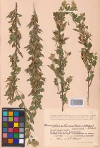 Chamaecytisus ruthenicus (Fisch. ex Woł.) Klásk., Eastern Europe, Lower Volga region (E9) (Russia)