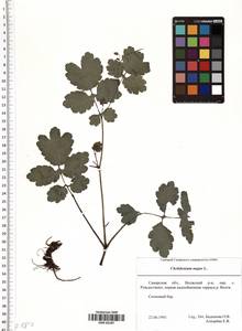 Chelidonium majus L., Eastern Europe, Middle Volga region (E8) (Russia)