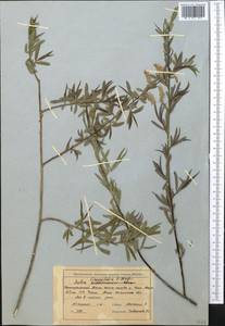 Salix blakii Görz, Middle Asia, Northern & Central Tian Shan (M4) (Kyrgyzstan)