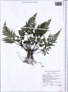 Asplenium onopteris L., Western Europe (EUR) (Spain)