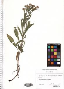 Aster amellus L., Eastern Europe, Eastern region (E10) (Russia)