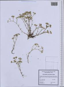 Scleranthus uncinatus Schur, Western Europe (EUR) (Romania)