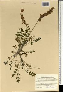Hedysarum gmelinii Ledeb., Mongolia (MONG) (Mongolia)