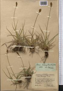 Carex kokanica (Regel) S.R.Zhang, Middle Asia, Western Tian Shan & Karatau (M3) (Uzbekistan)