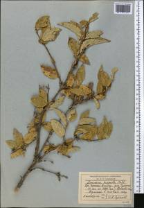 Lonicera hispida Pall. ex Schult., Middle Asia, Northern & Central Tian Shan (M4) (Kyrgyzstan)