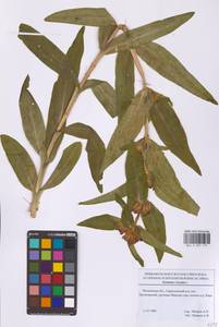 Gentiana cruciata L., Eastern Europe, Moscow region (E4a) (Russia)