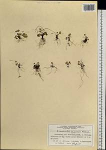 Ranunculus pygmaeus Wahlenb., Siberia, Central Siberia (S3) (Russia)