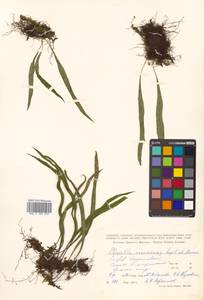 Lepisorus ussuriensis (Regel & Mack.) Ching, Siberia, Russian Far East (S6) (Russia)