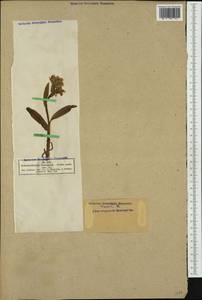 Dactylorhiza sambucina (L.) Soó, Western Europe (EUR) (Not classified)