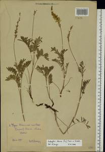 Onobrychis arenaria subsp. sibirica (Besser)P.W.Ball, Eastern Europe, Eastern region (E10) (Russia)