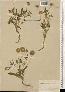 Lomelosia rotata (M. Bieb.) Greuter & Burdet, Caucasus, Armenia (K5) (Armenia)