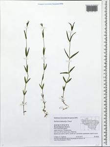 Stellaria hebecalyx Fenzl, Eastern Europe, Central region (E4) (Russia)