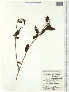 Volkameria inermis L., Australia & Oceania (AUSTR) (New Caledonia)