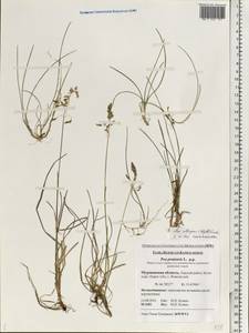 Poa pratensis L., Eastern Europe, Northern region (E1) (Russia)