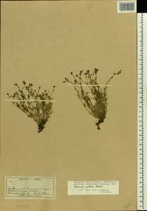Asperula tephrocarpa Czern. ex Popov & Chrshan., Eastern Europe, Eastern region (E10) (Russia)