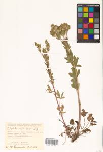 Potentilla astracanica Jacq., Eastern Europe, Lower Volga region (E9) (Russia)