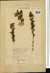 Peganum harmala L., Caucasus, Georgia (K4) (Georgia)