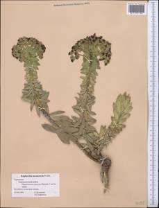 Euphorbia monostyla Prokh., Middle Asia, Kopet Dag, Badkhyz, Small & Great Balkhan (M1) (Turkmenistan)