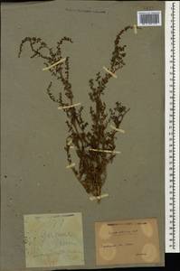 Suaeda altissima (L.) Pall., Caucasus, Armenia (K5) (Armenia)