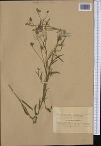 Convolvulus cantabrica L., Western Europe (EUR) (Romania)