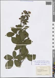 Rubus procerus P. J. Müll. ex Boulay, Eastern Europe, Moscow region (E4a) (Russia)