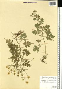Tanacetum parthenium (L.) Sch. Bip., Eastern Europe, Central forest region (E5) (Russia)