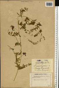 Vicia hirsuta (L.) Gray, Eastern Europe, Latvia (E2b) (Latvia)