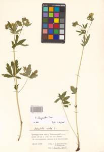 Potentilla chrysantha Trevir., Eastern Europe, Eastern region (E10) (Russia)