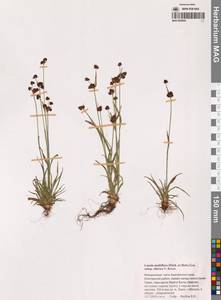 Luzula multiflora subsp. sibirica V.I.Krecz., Siberia, Chukotka & Kamchatka (S7) (Russia)