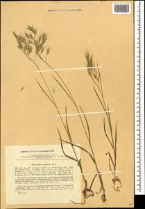 Bromus japonicus Houtt., Caucasus, Black Sea Shore (from Novorossiysk to Adler) (K3) (Russia)