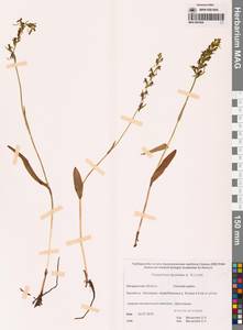 Platanthera tipuloides (L.f.) Lindl., Siberia, Chukotka & Kamchatka (S7) (Russia)