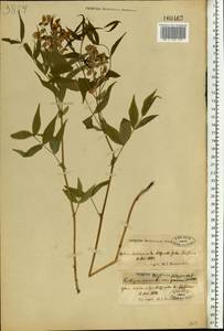 Lathyrus vernus (L.) Bernh., Eastern Europe, Belarus (E3a) (Belarus)