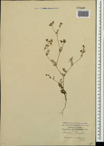 Coriandrum sativum L., Crimea (KRYM) (Russia)